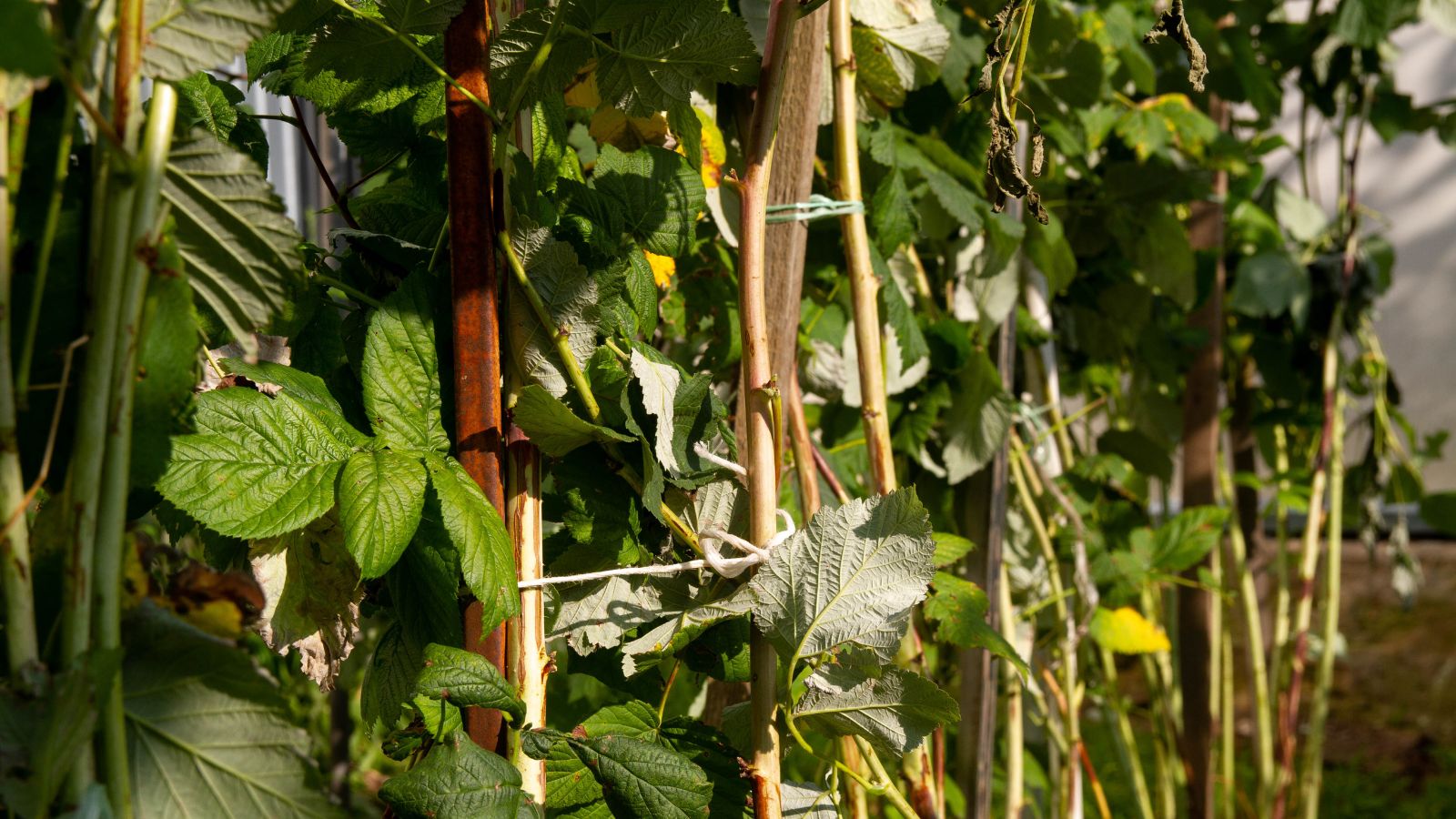 Canes tied for support appearing to have strong and young stems with various material used to keep them up