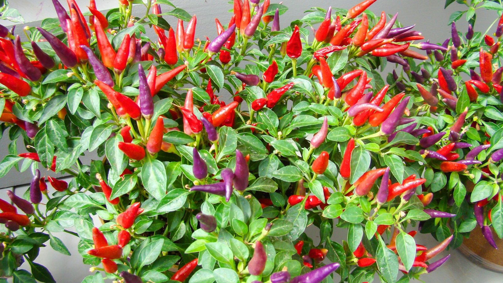 A dense cluster of shiny red and purple cone-shaped fruits growing upright among green leaves.