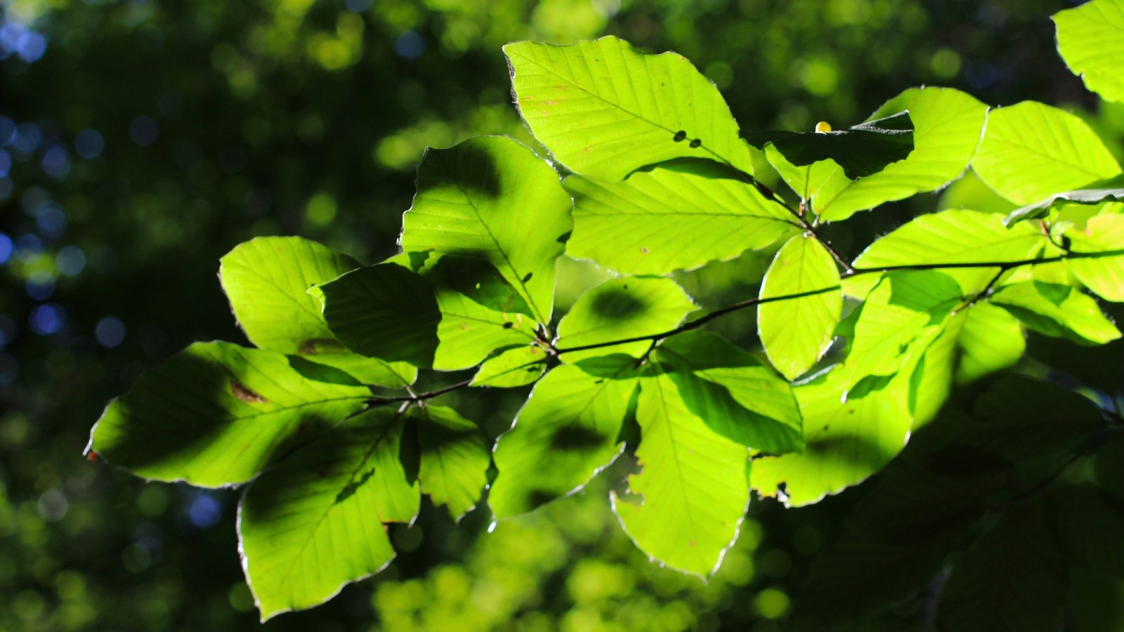 A branch with thin, elongated, and deeply veined green leaves illuminated by sunlight and casting shadows on the leaves below.