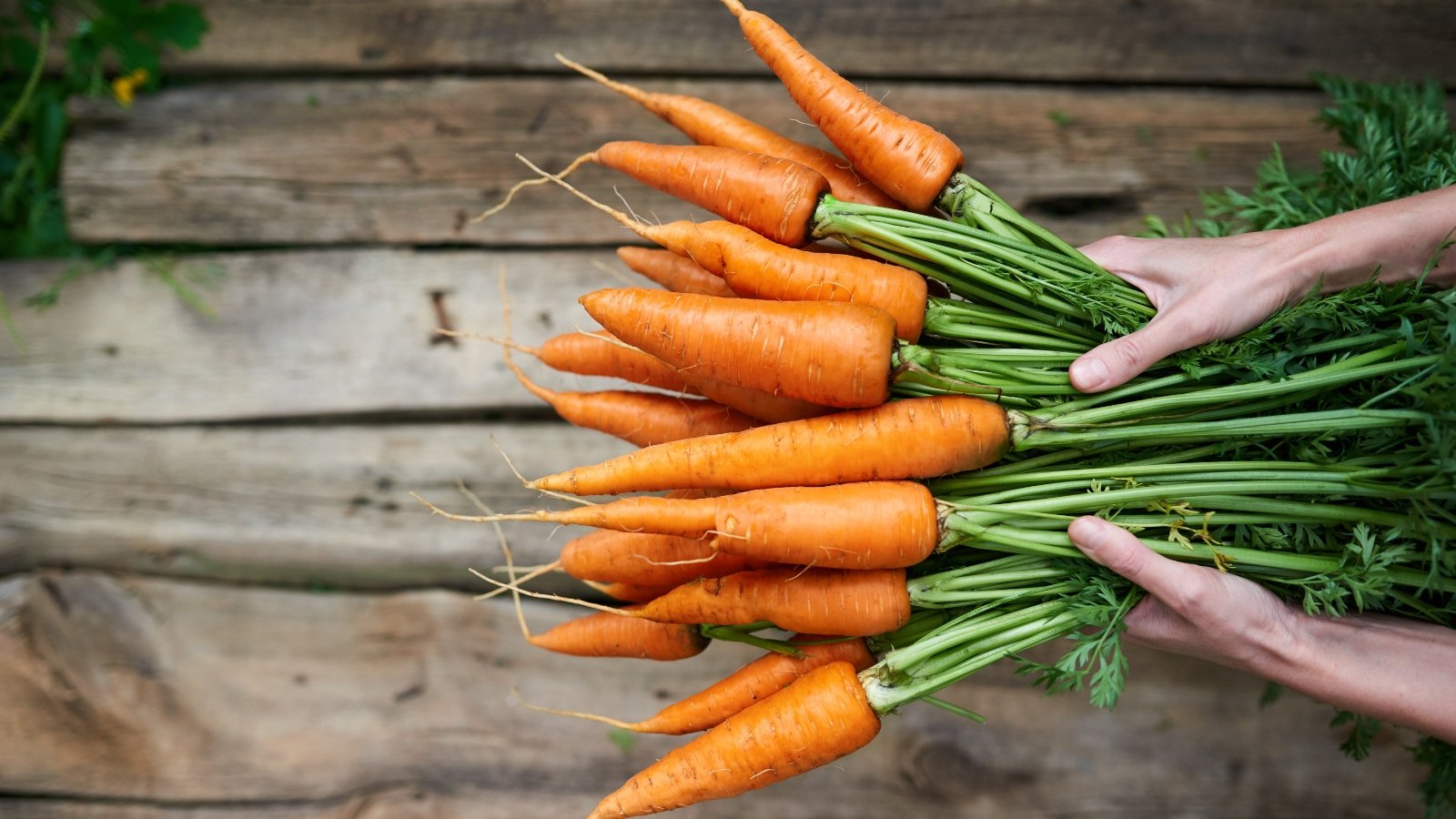 Hands hold a bunch of small, slender orange carrot roots with bright green, feathery stems and finely divided leaves.