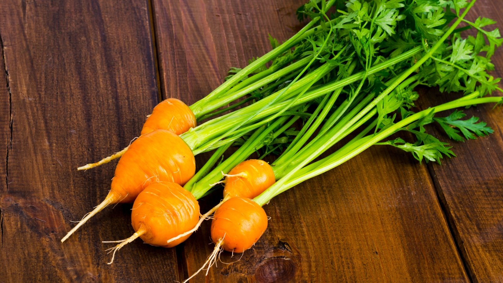 A bunch of freshly harvested small, round orange carrots with green, feathery tops lies on a wooden surface.