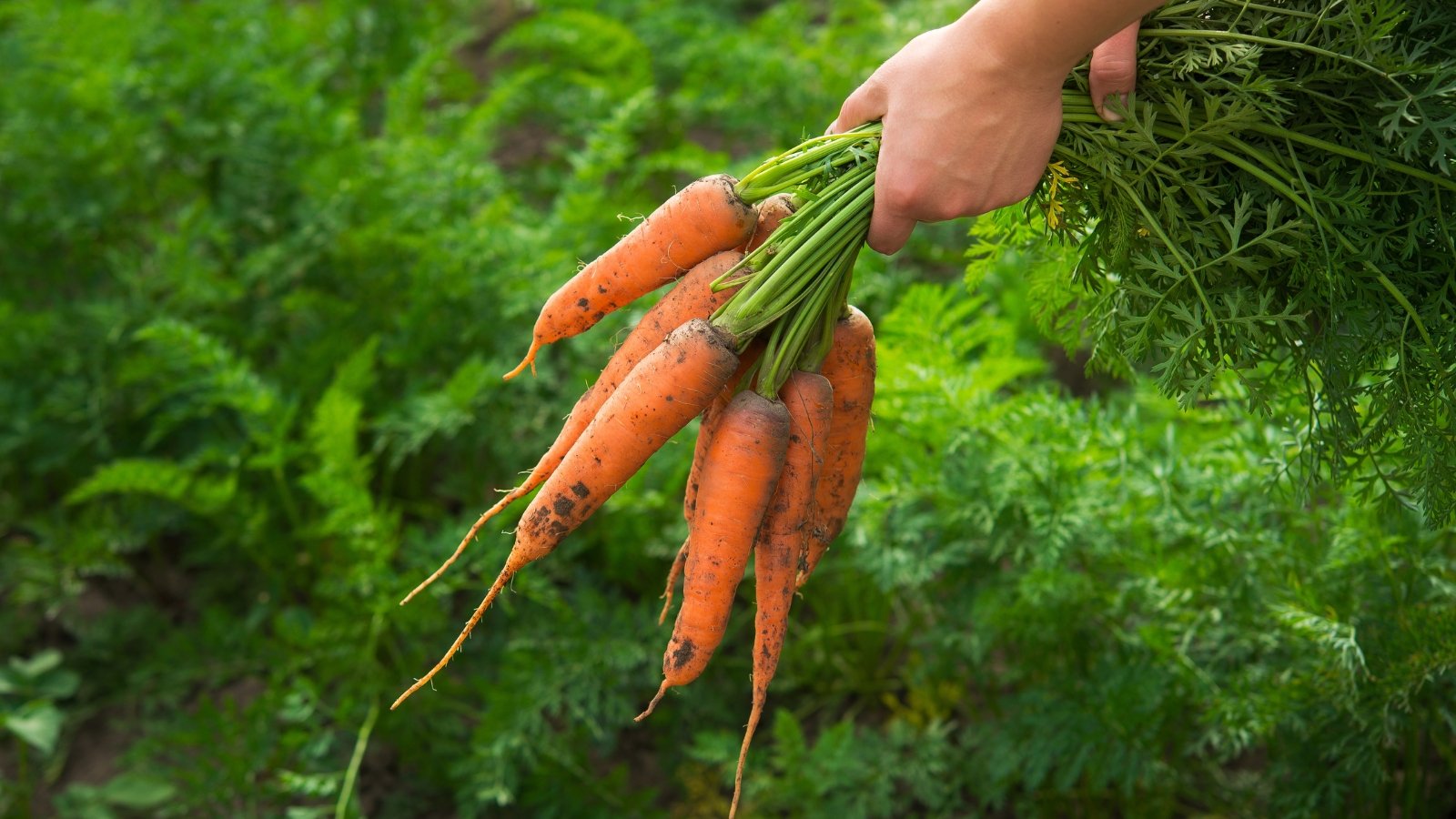 A gardener holds a bundle of freshly harvested carrots with bright orange tapering roots and vibrant green feathery tops.