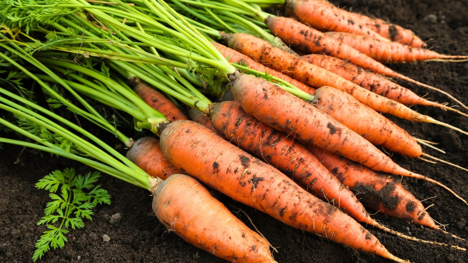 A tightly packed pile of long, tapered orange roots with thin green stems and leafy tops.