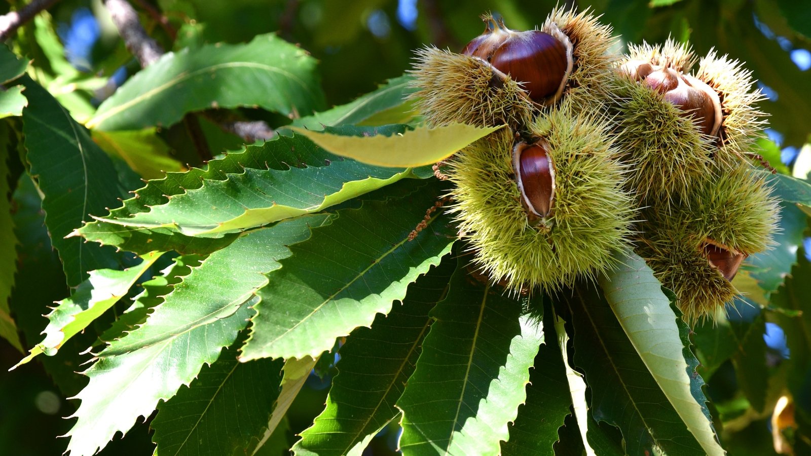 Large tree with elongated, serrated green leaves and spiky, round brown fruits clustered on the branches.