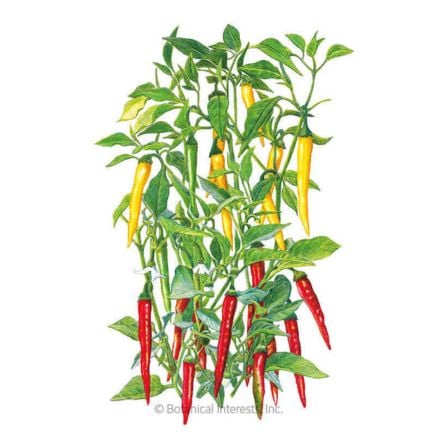 Cayenne Blend Chile Pepper