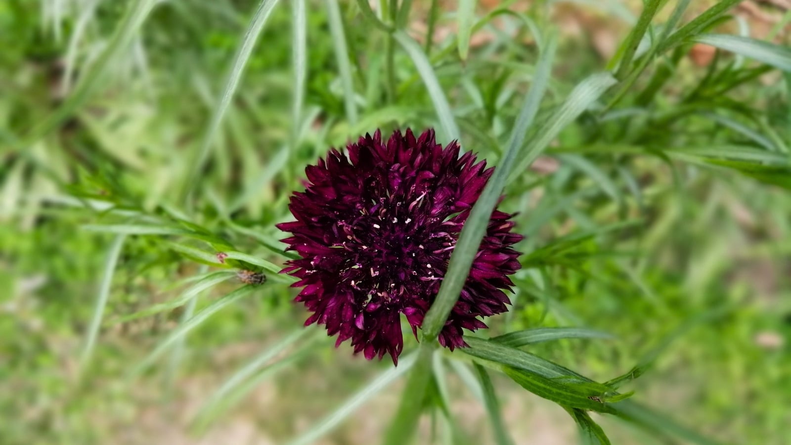 A single dark burgundy-purple flower with spiky, fringed petals at its center, surrounded by tall green stems and narrow leaves.