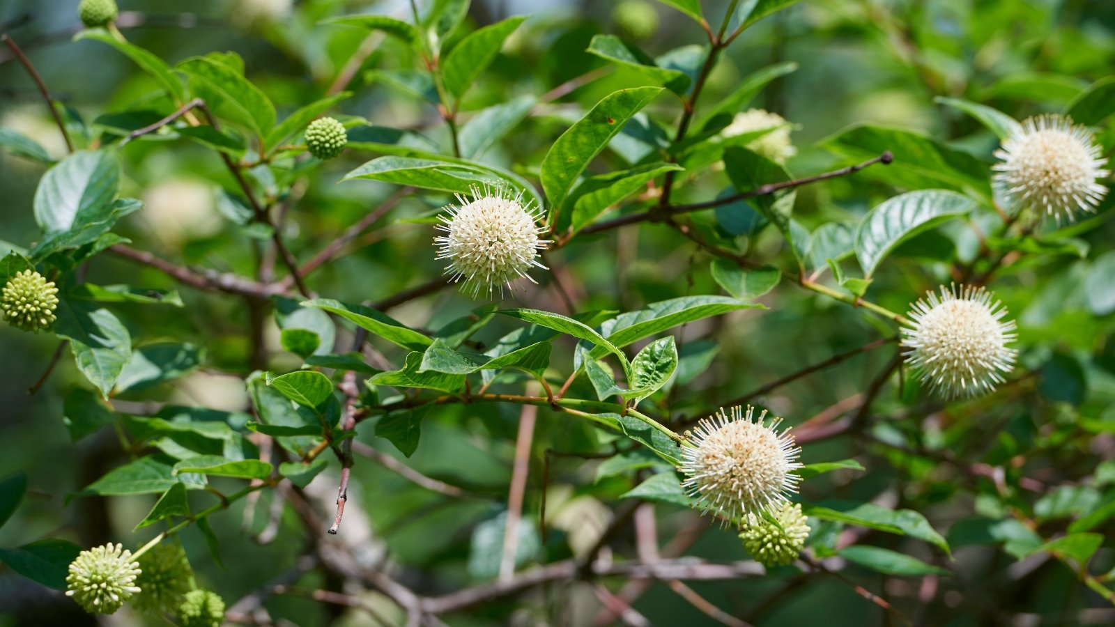 Shrub with upright green stems, glossy oval leaves, and spherical clusters of small, creamy white flowers in full bloom.