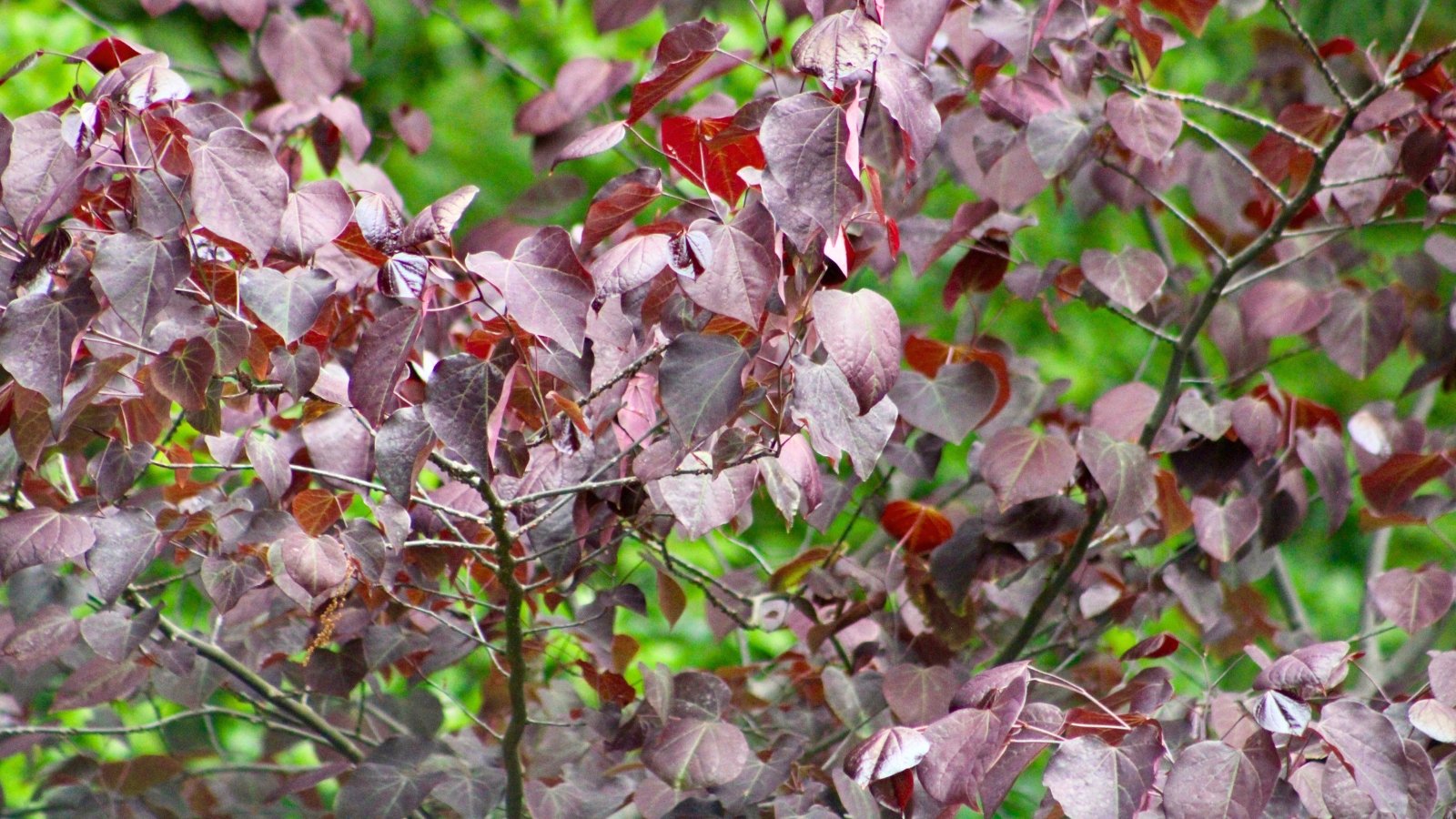 Tree with spreading branches adorned with heart-shaped, deep purple leaves that create a dense, vibrant canopy.