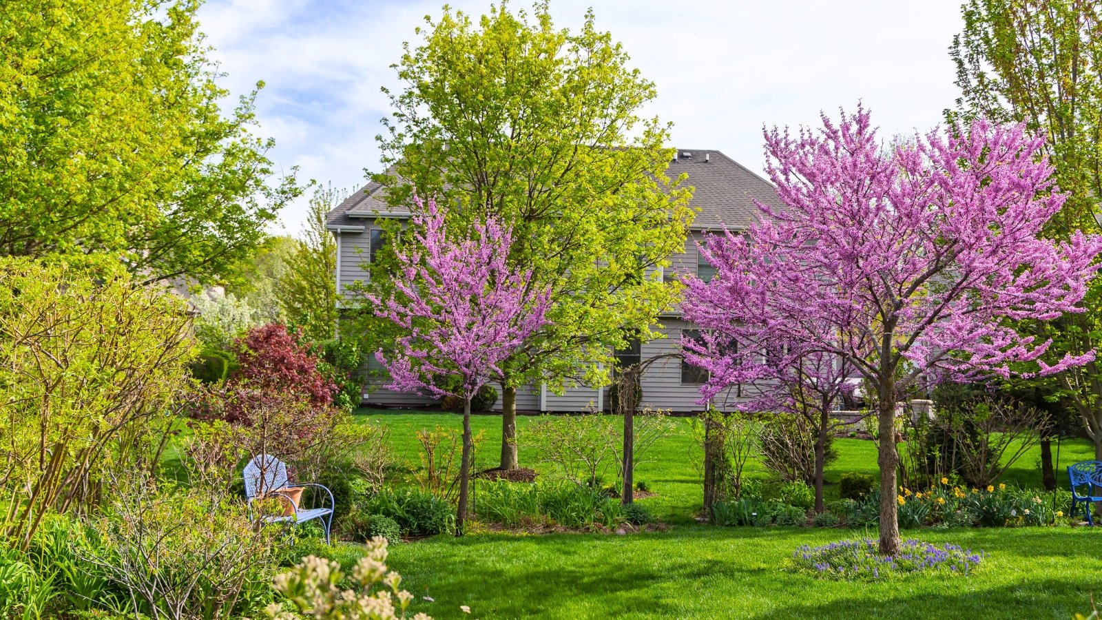 A medium-sized tree with a wide canopy of vibrant magenta blossoms and a few new bright green leaves.