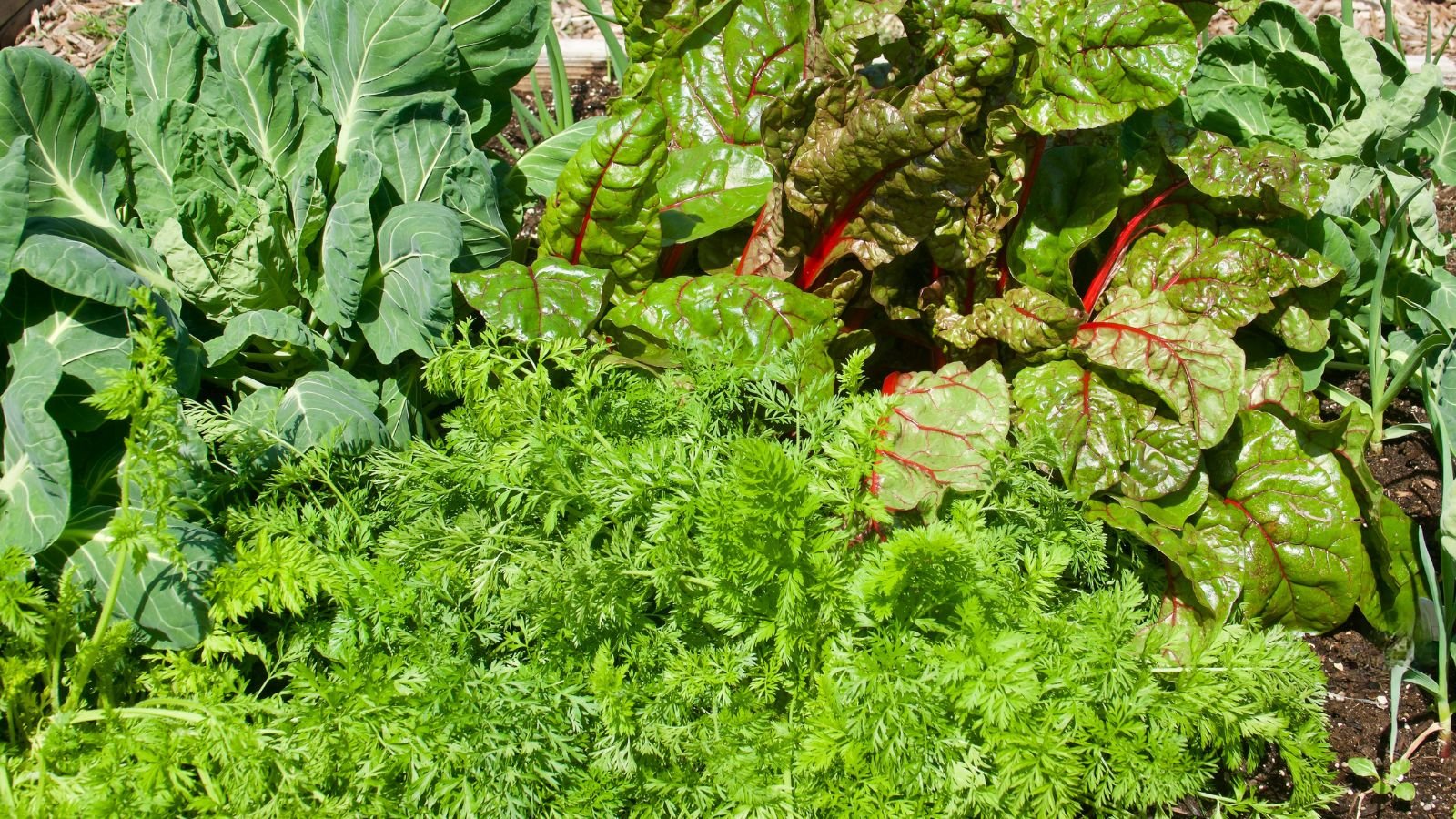 An overhead and close-up shot of a various crops, featuring Chard and Carrots, all placed in rich soil in a large raised planter outdoors