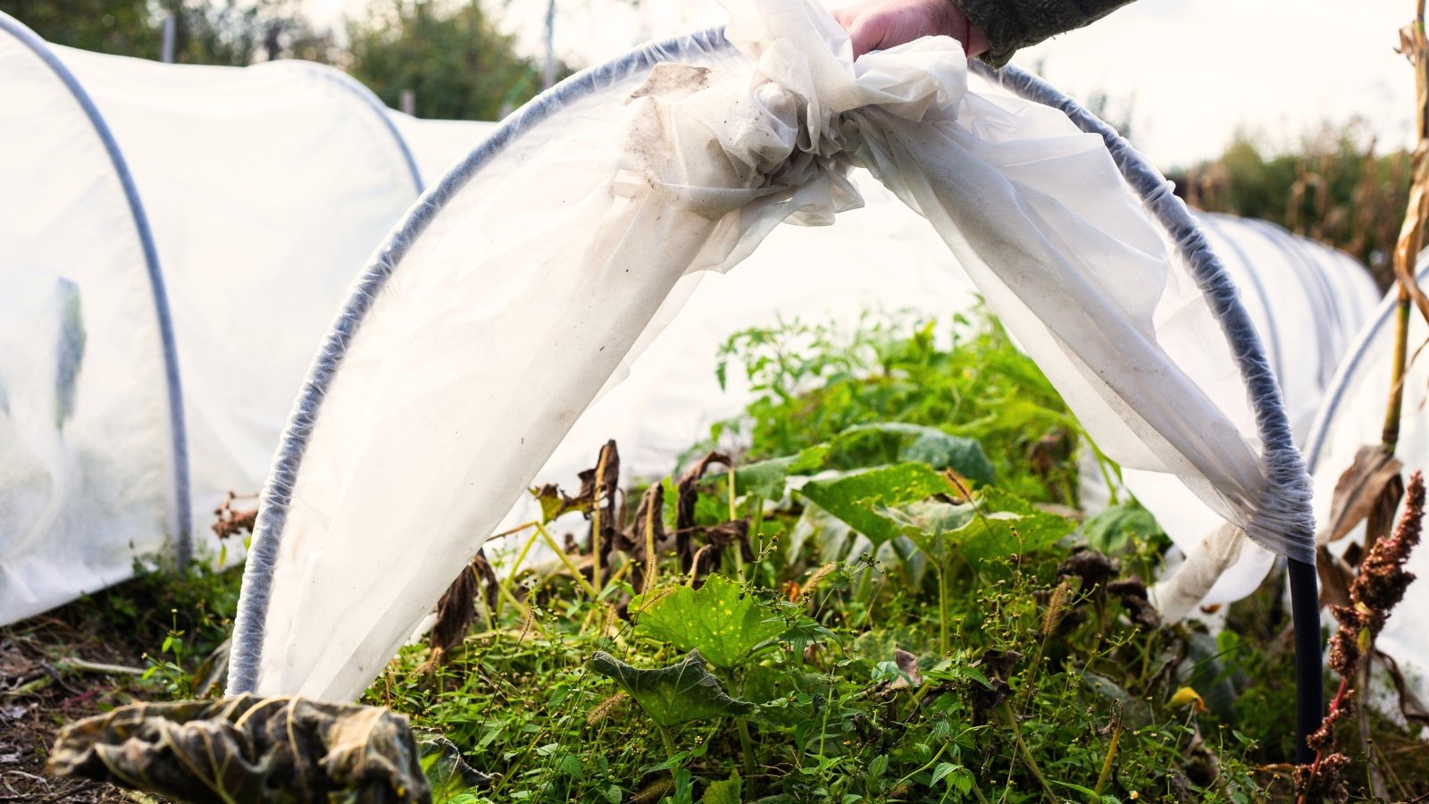 A gardener lifts a white cloth row cover to check various cold-resistant plants growing beneath it in an autumn garden.