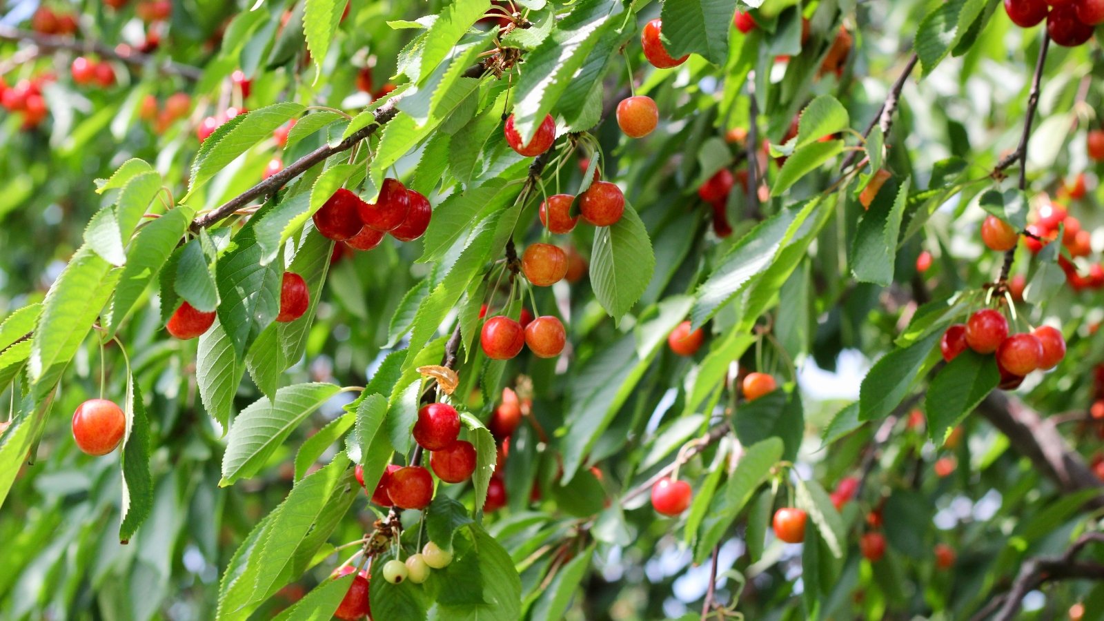 Graceful branches display glossy, oval leaves with finely serrated edges in vibrant green, while small, round fruits in bright red to deep crimson dangle in clusters beneath the foliage.