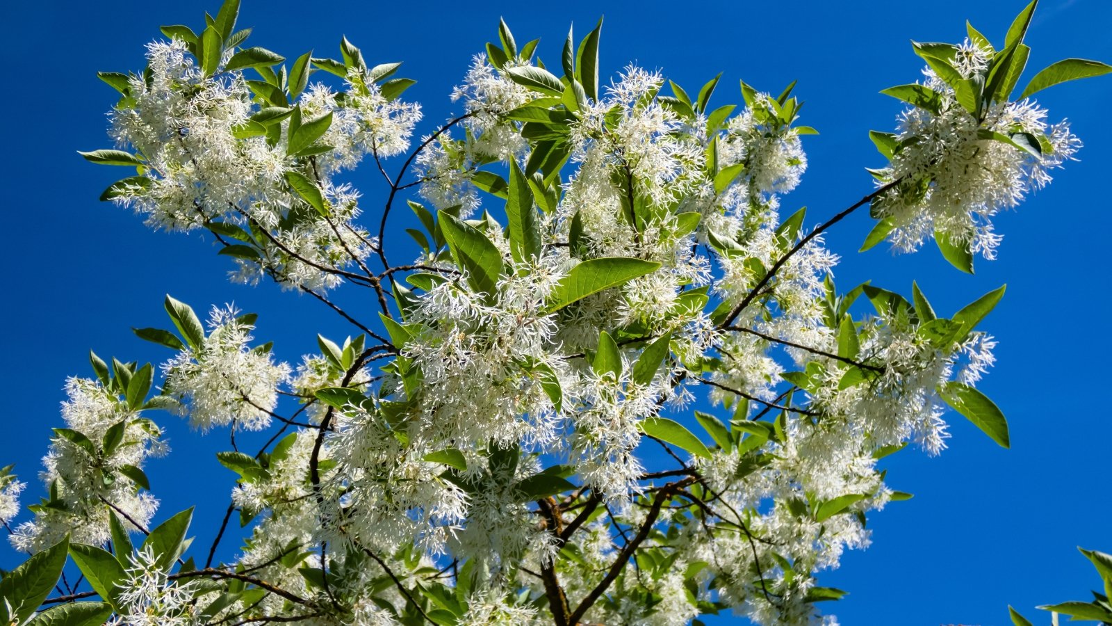 Clusters of delicate, shaggy white blossoms with narrow, strap-like petals and broad green leaves grow on a branch against a deep blue sky.