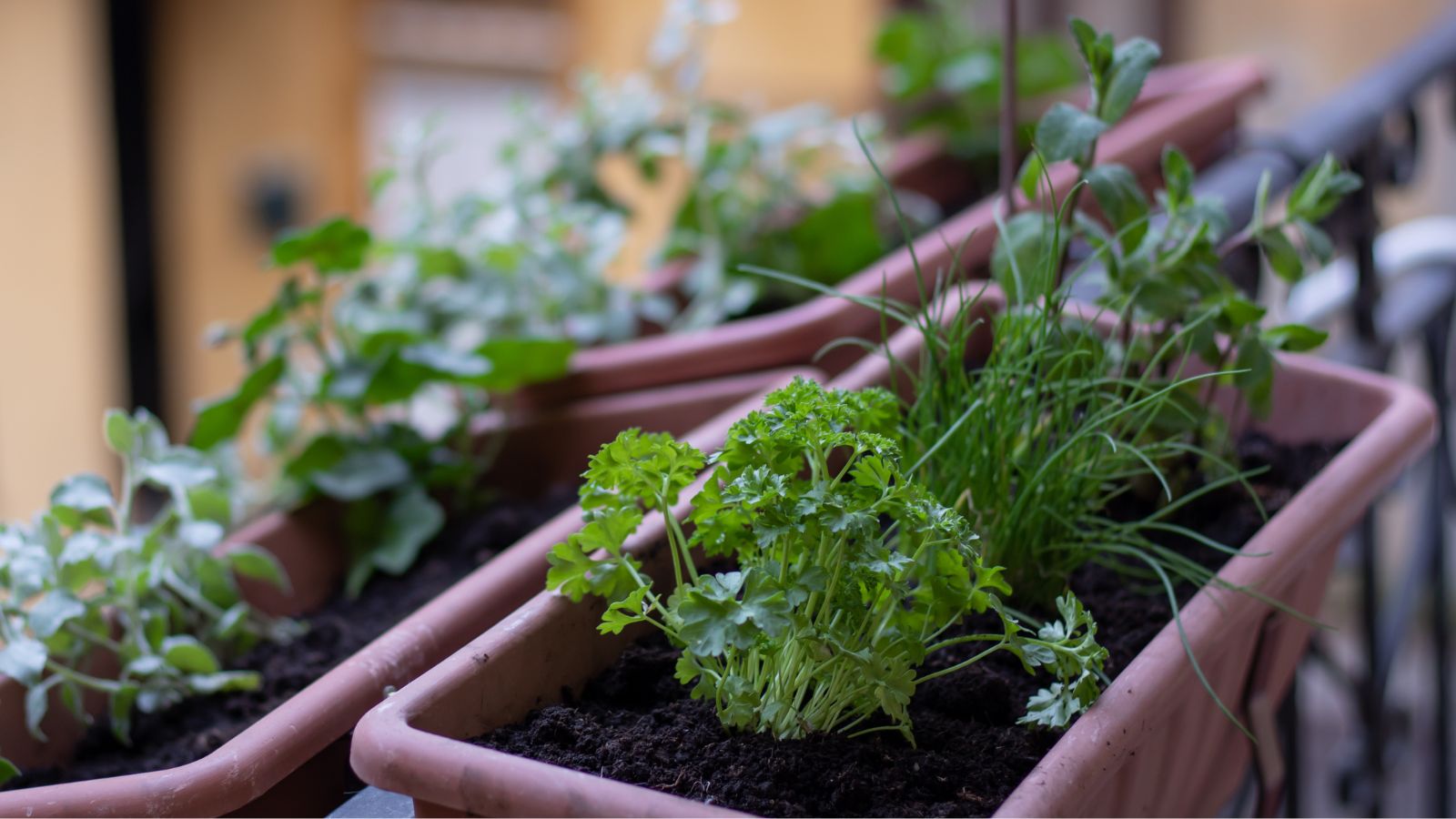 A close-up shot of a small rectangular planter, featuring Chives and Parsley, all placed in rich soil, hanging on a railing, in a balcony area outdoors