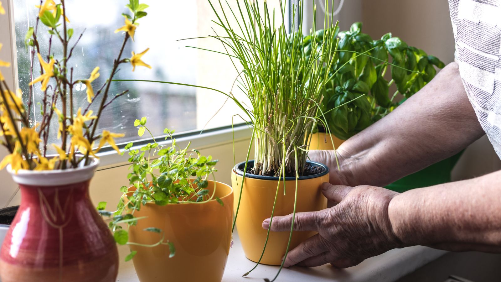 A close-up shot of a person in the process of inspecting a developing Chive plant, placed on a yellow pot near a window indoors