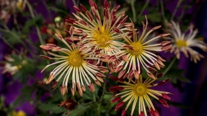 An area with lovely Chrysanthemum 'Matchsticks' having uniquely shaped petals with vibrant colors