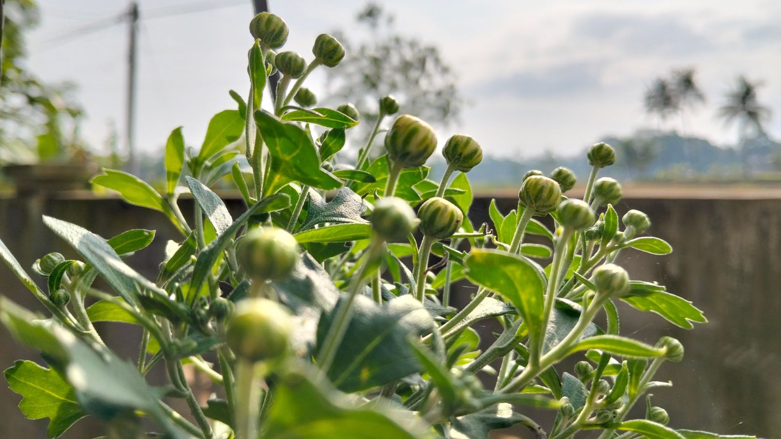 An area with sturdy-looking flower buds appearing yellow rolled with green foliage