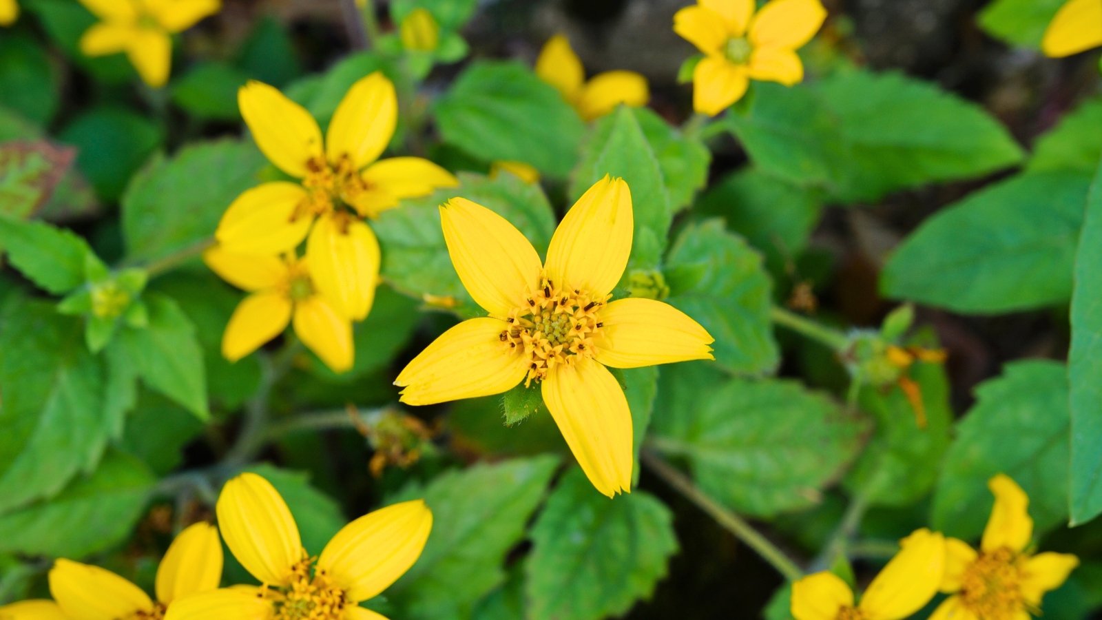 Bright yellow, five-petaled flowers with a small, star-shaped center of orange stamens and fuzzy green leaves.