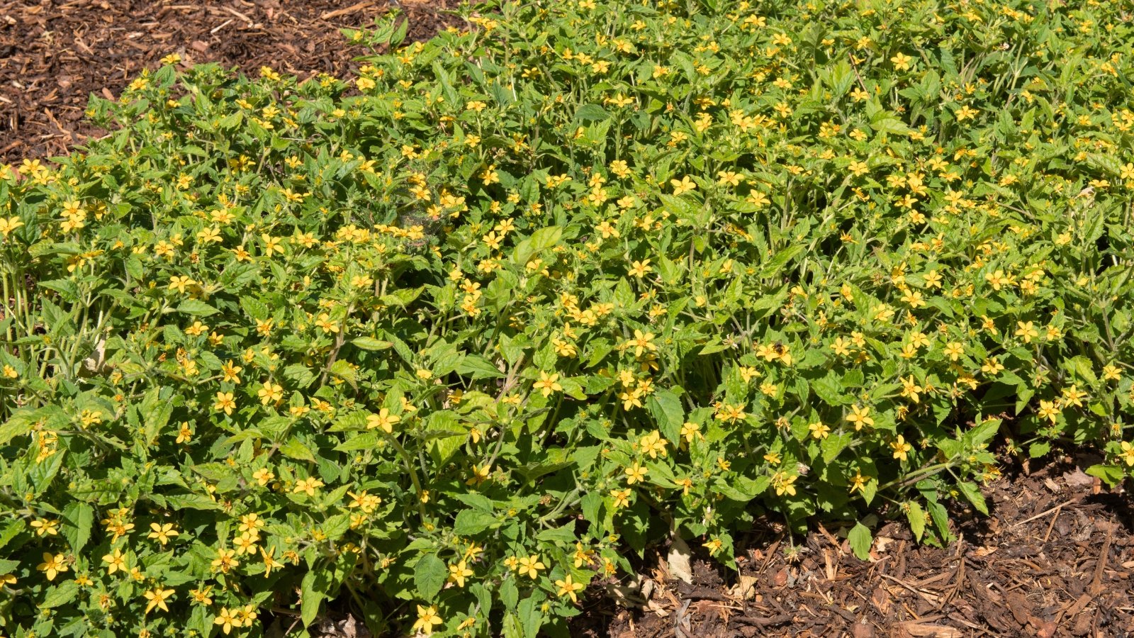Low-growing plant with bright yellow daisy-like flowers and glossy green leaves in full bloom.