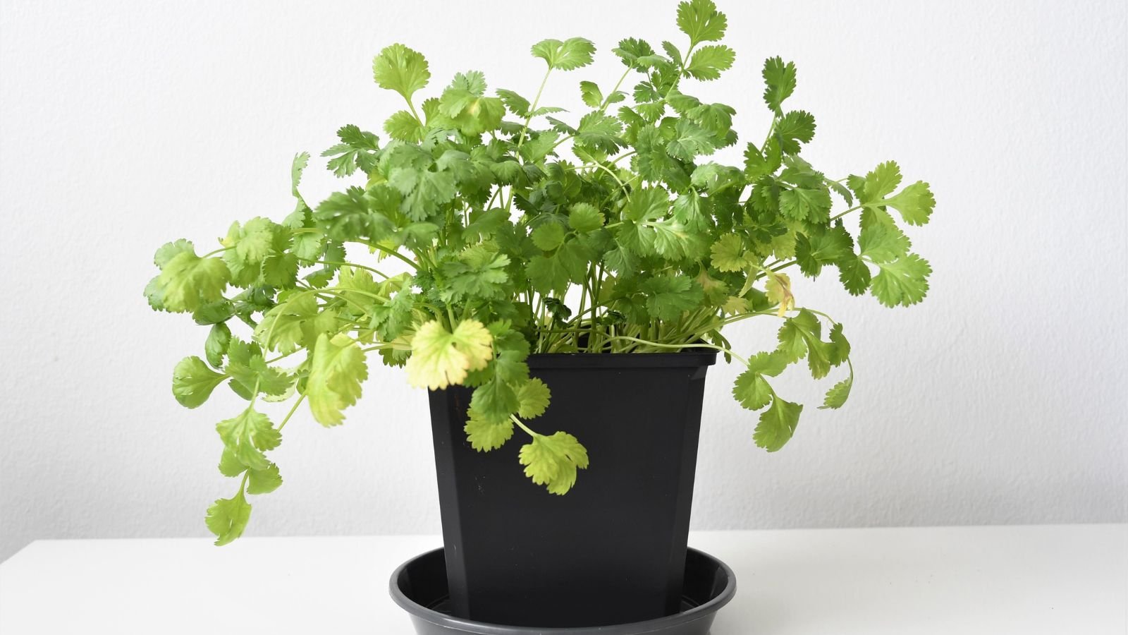 A close-up shot of a composition of flat leaves and slender stems of an aromatic plant called Cilantro, placed i a black pot indoors