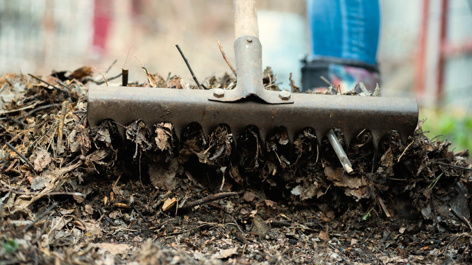 A woman uses a rake to clear dry branches and fallen leaves from the soil, preparing the ground for planting.