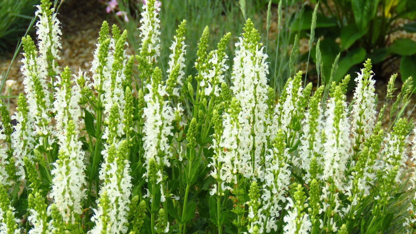 A dense patch of erect, spiky stalks covered in small, frothy white florets among green leafy stems.