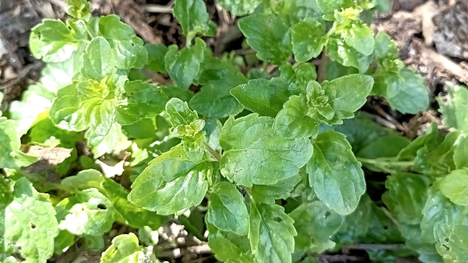 Slender, branching stems support dense clusters of small, oval leaves with slightly jagged edges in vibrant green, creating a compact and bushy appearance.