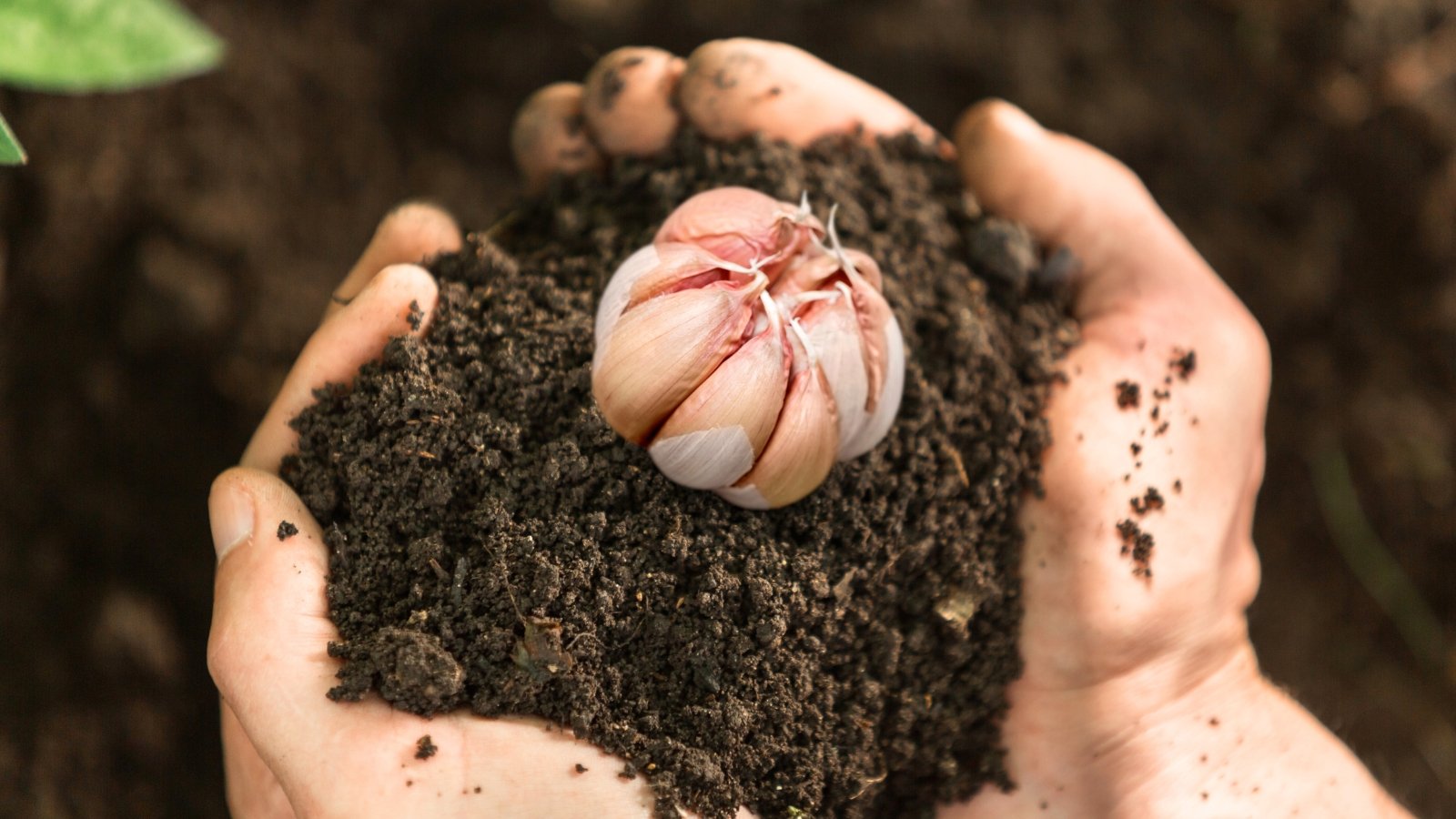 Woman’s hands holding a head of garlic with pinkish cloves resting on fresh, loose black soil.