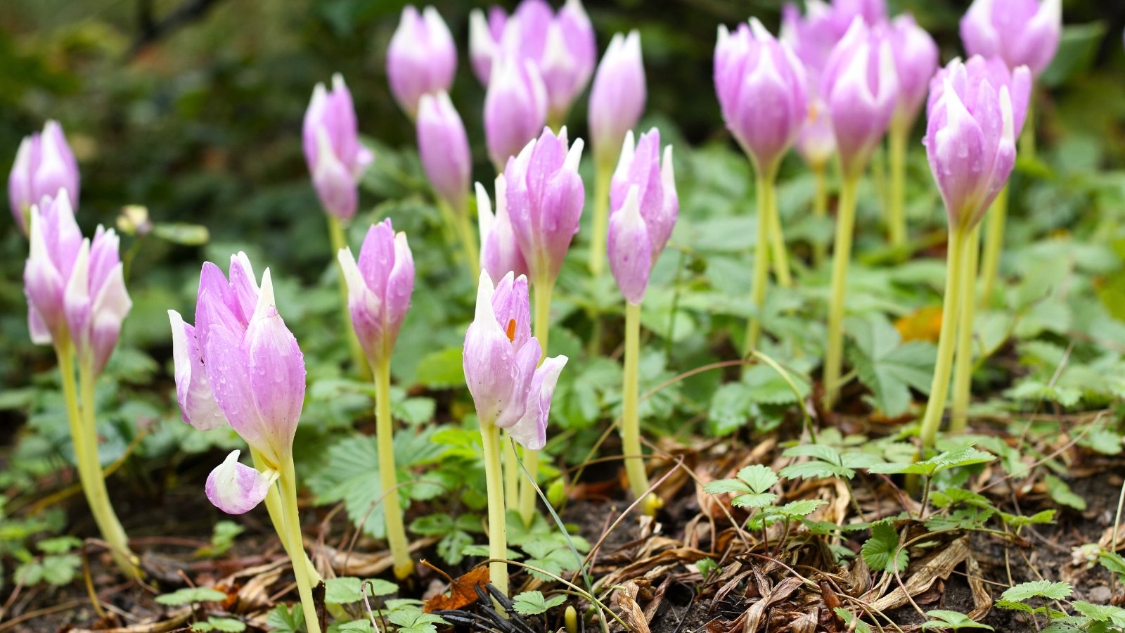 Pale lilac flowers rise on slender, leafless stems above a green undergrowth of wild strawberries, glistening with raindrops in early autumn.
