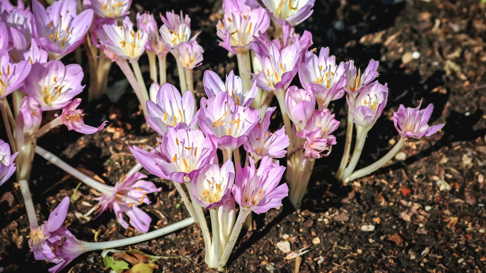 Autumn sunlight illuminates clusters of pale lilac crocus flowers perched on leafless stems.
