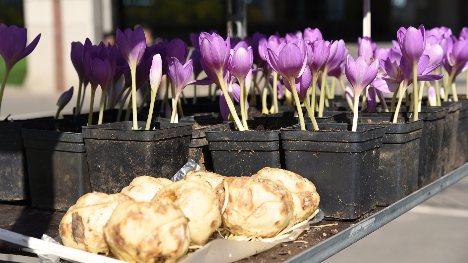 Colchicum autumnale plants with pale purple flowers grow in black plastic pots beside white bulbs, all set in a sunny garden.
