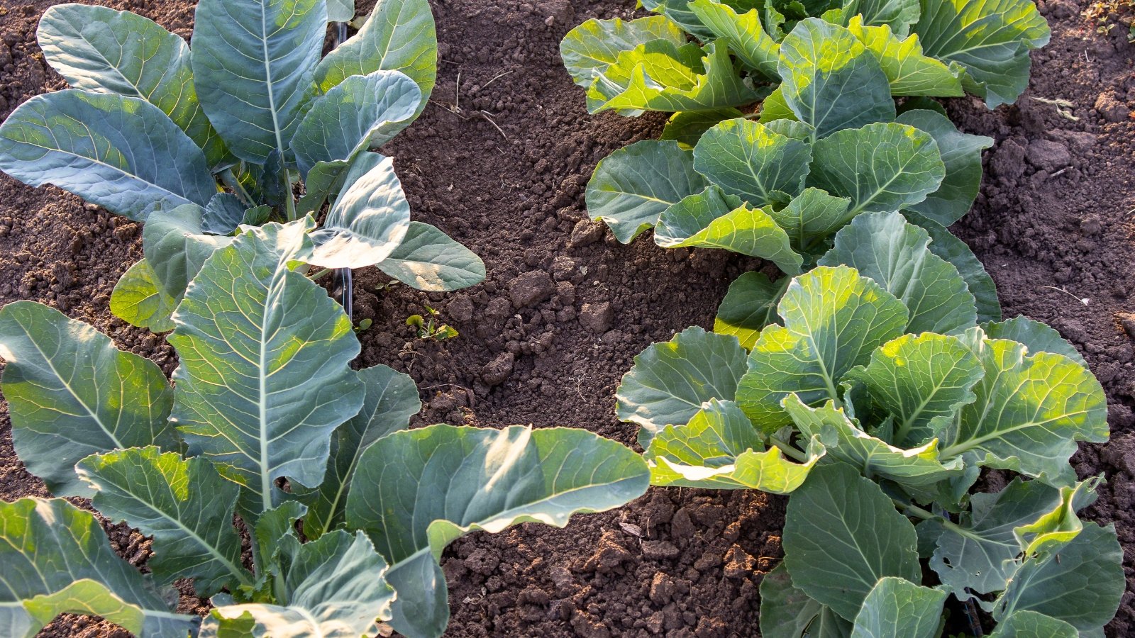 Rows of plants with broad, dark green, smooth-edged leaves forming dense rosettes under the sun in the garden.
