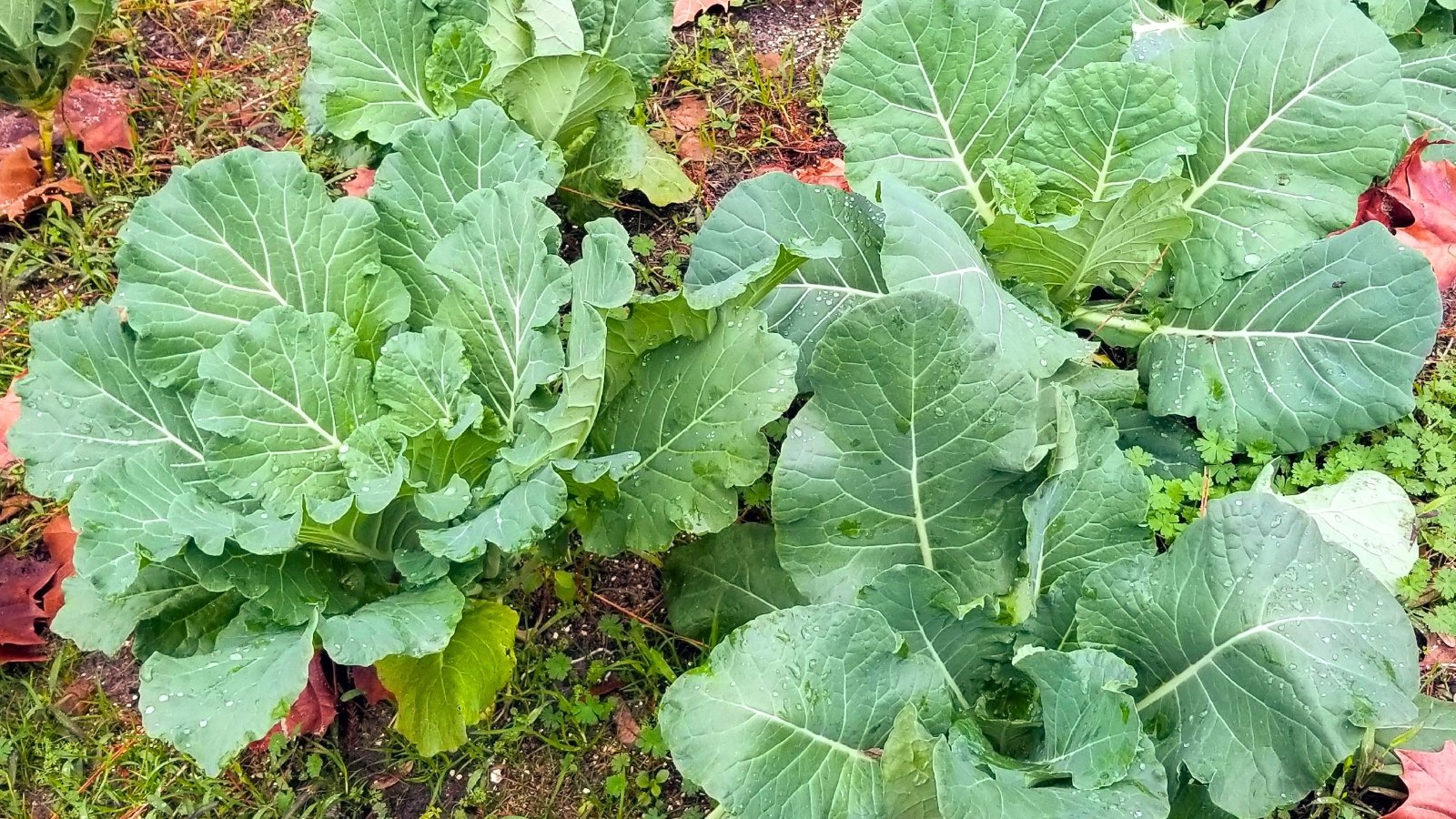 Two large plants with dense, broad, deep-green leaves featuring prominent veins and a smooth, waxy surface.