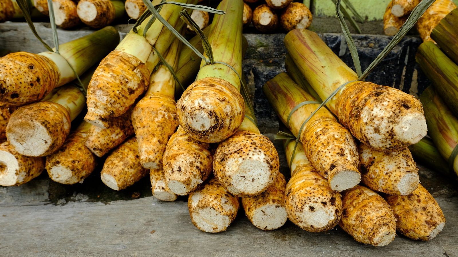 A dense grouping of rounded to oblong tubers with yellowish-brown, speckled skin and white cut ends, tied together by fibrous material.