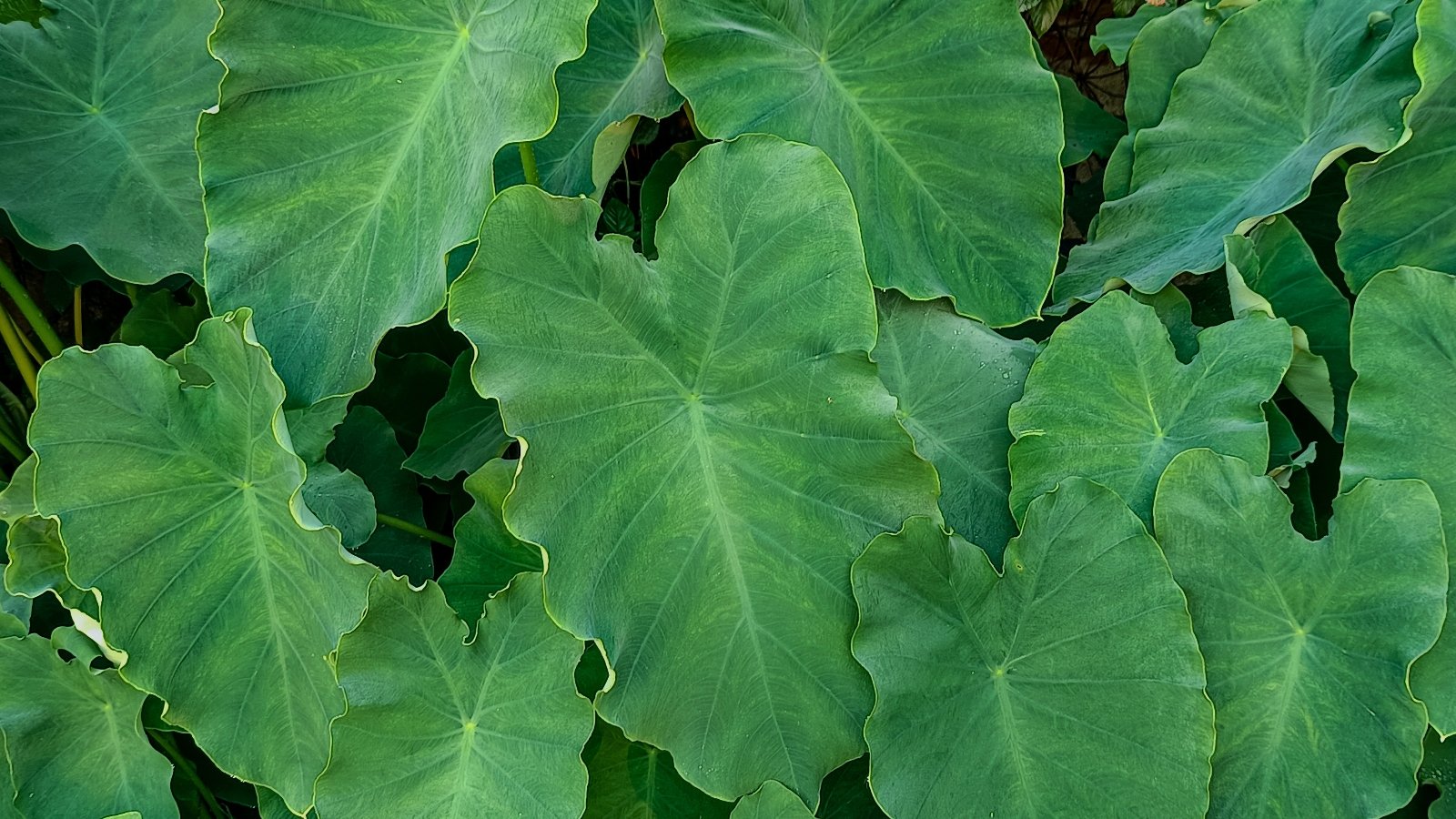 A dense cluster of large, matte green, heart-shaped leaves with prominent veins, some of which are curled at the edges.