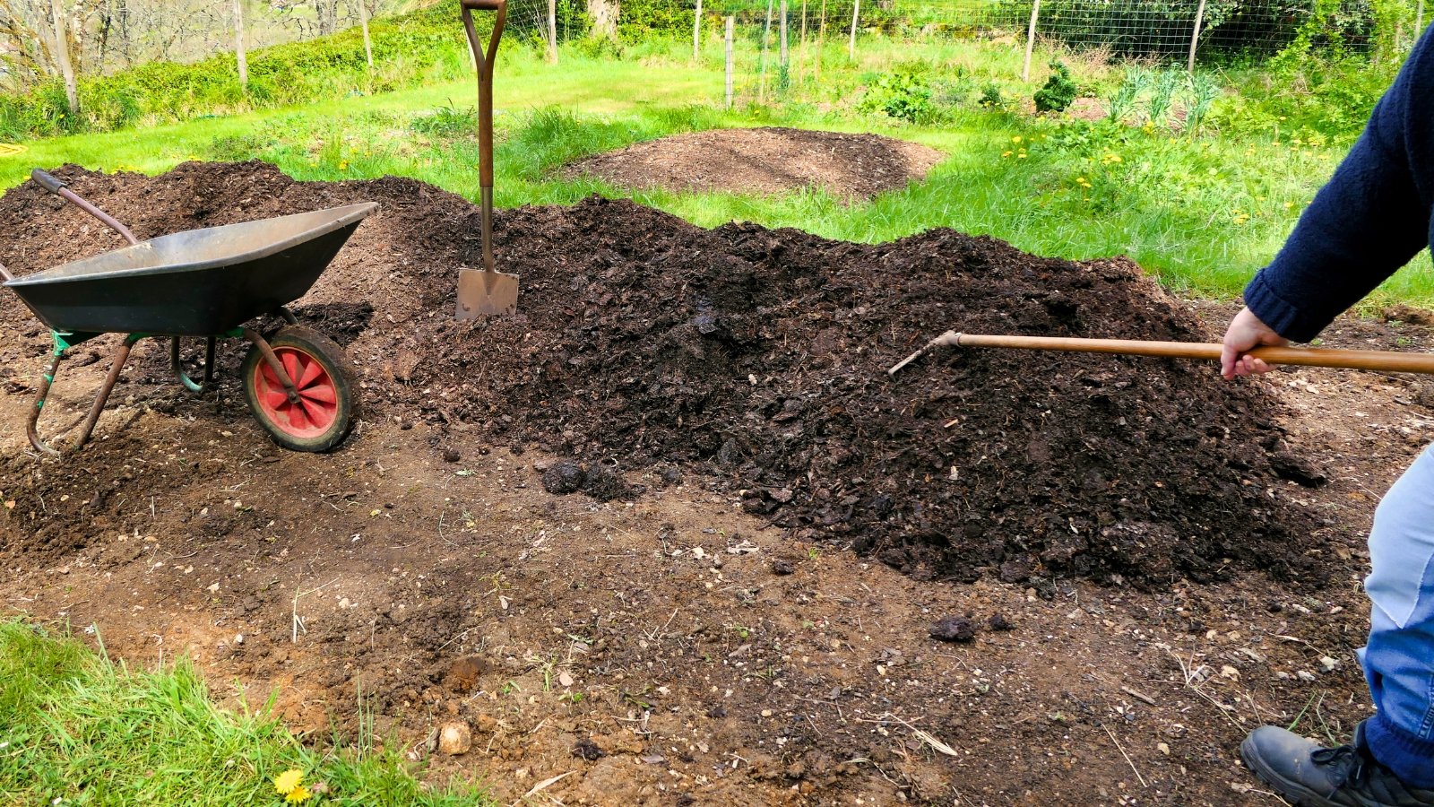 A gardener using a rake to spread dark, crumbly compost evenly across a garden bed.