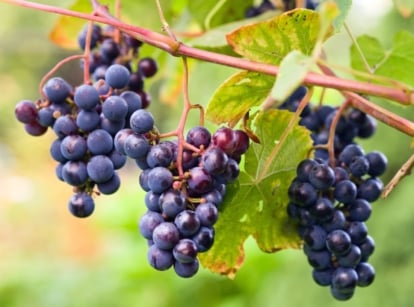 Multiple bundles of Concord grapes dangling off a woody vine placed somewhere with a lot of sunlight