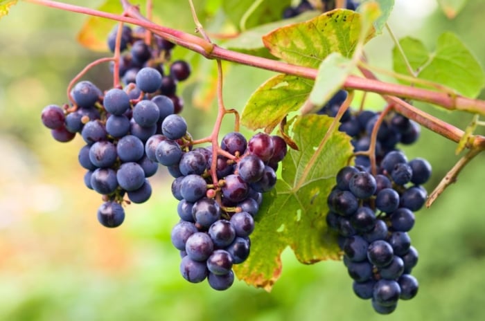 Multiple bundles of Concord grapes dangling off a woody vine placed somewhere with a lot of sunlight