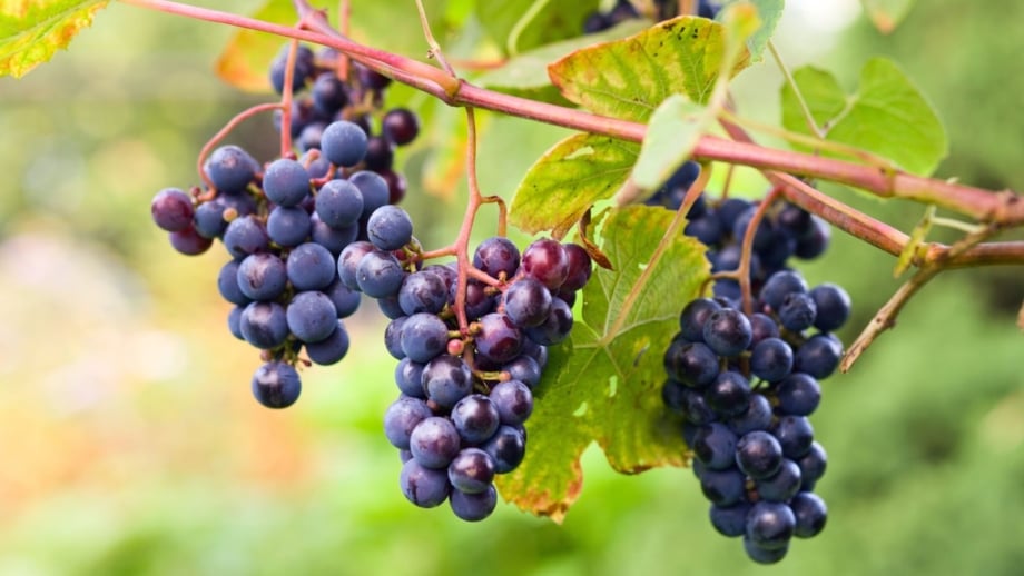 Multiple bundles of Concord grapes dangling off a woody vine placed somewhere with a lot of sunlight