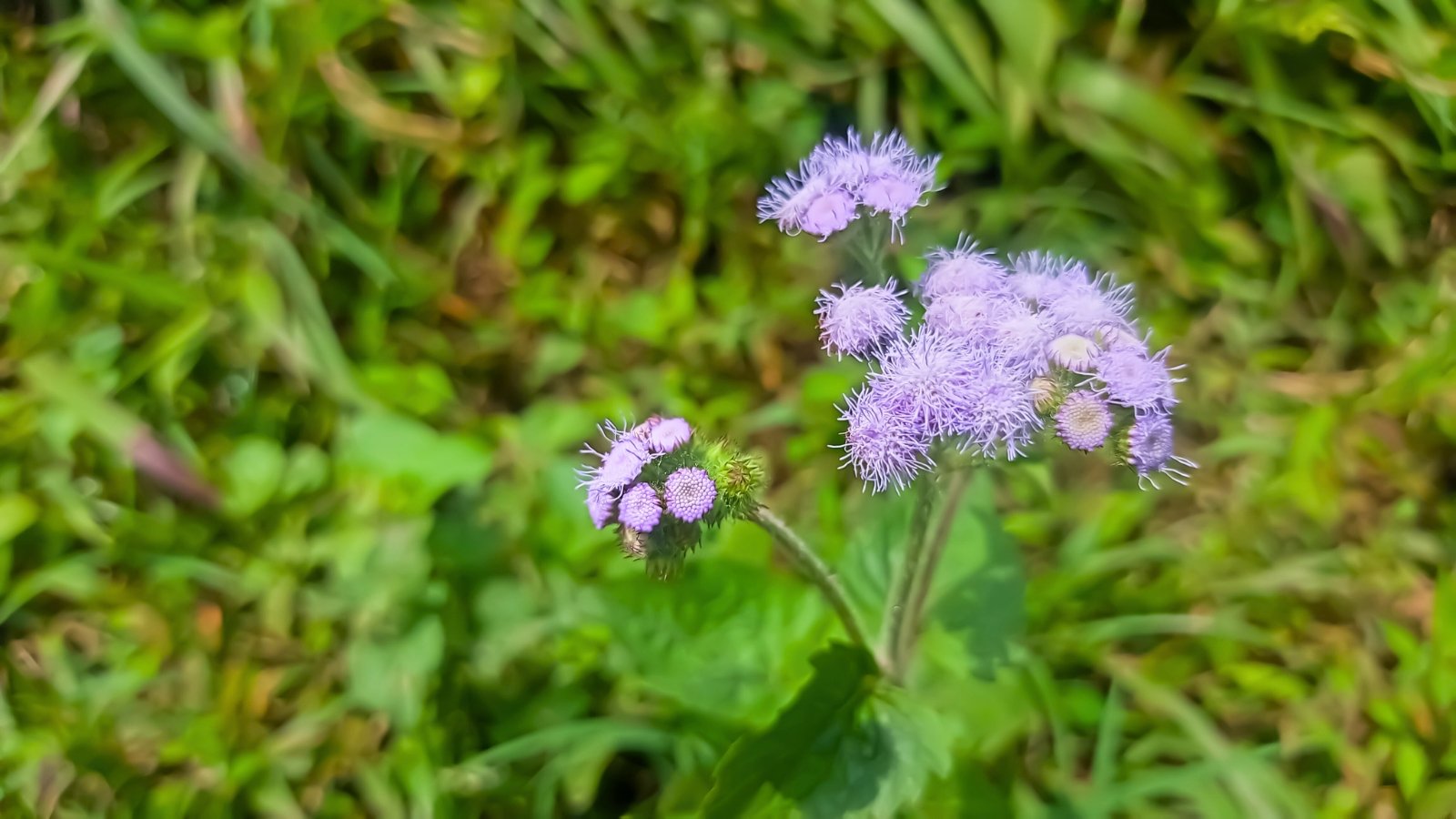 A small cluster of fuzzy light purple flowers with multiple threadlike petals grows on a thin green stem.