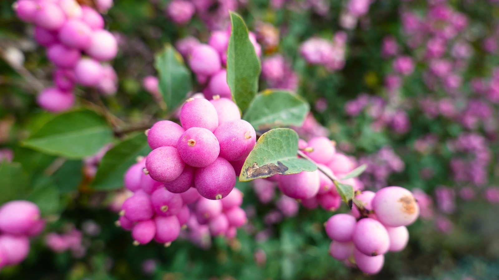Slender, arching stems are covered with oval green leaves and clusters of small, bright pink to coral berries along the branches.