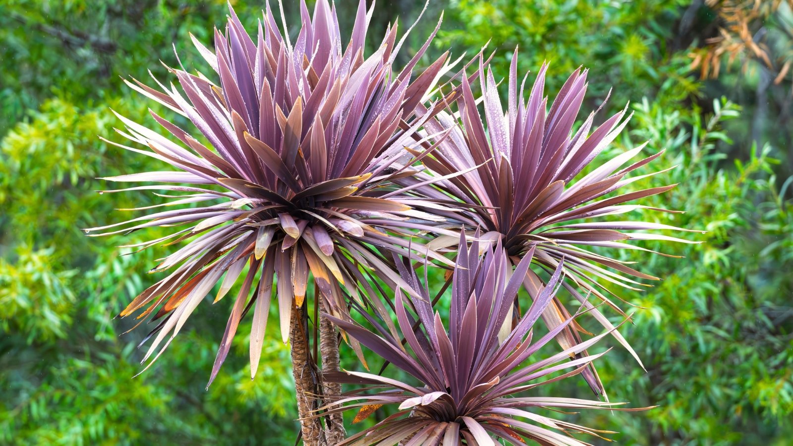 Tall plant with slender, arching, deep purple-red leaves radiating from a central trunk.