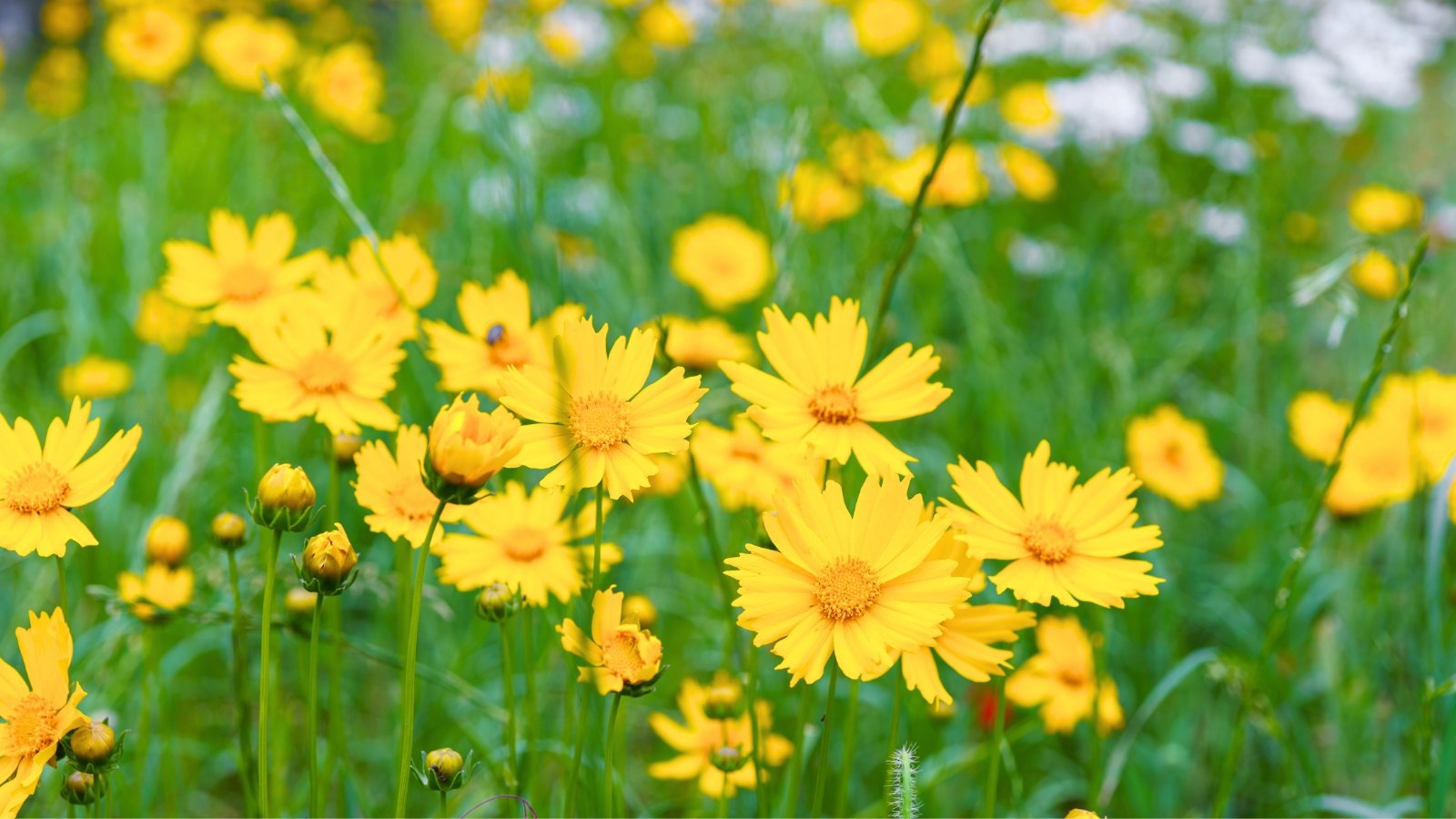 A patch of bright yellow flowers with eight jagged-edged petals and an orange-yellow center surrounded by green leaves and stems.