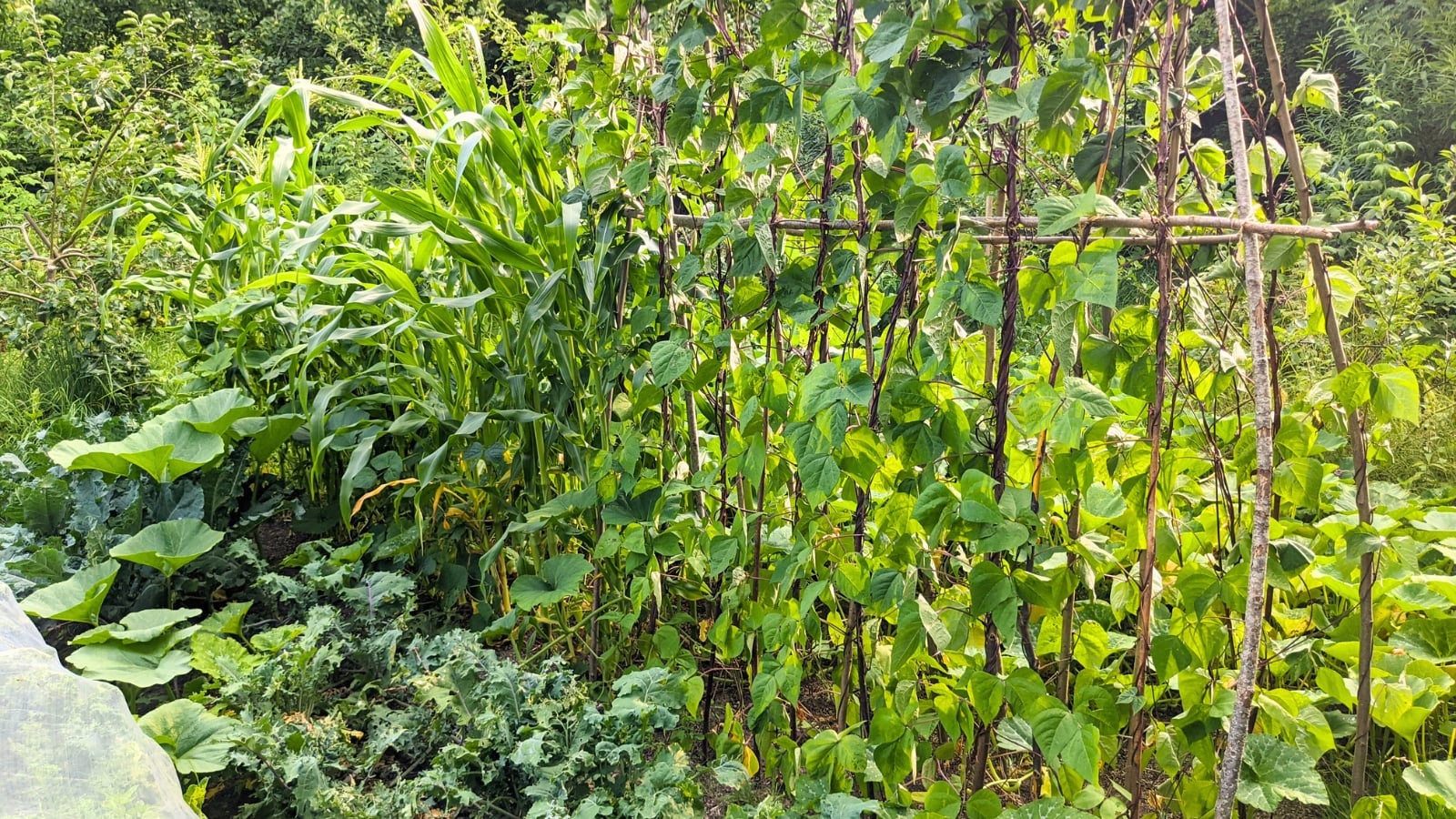 Garden bed with tall corn stalks, climbing bean vines winding around them, and broad-leaved squash plants spreading at the base.