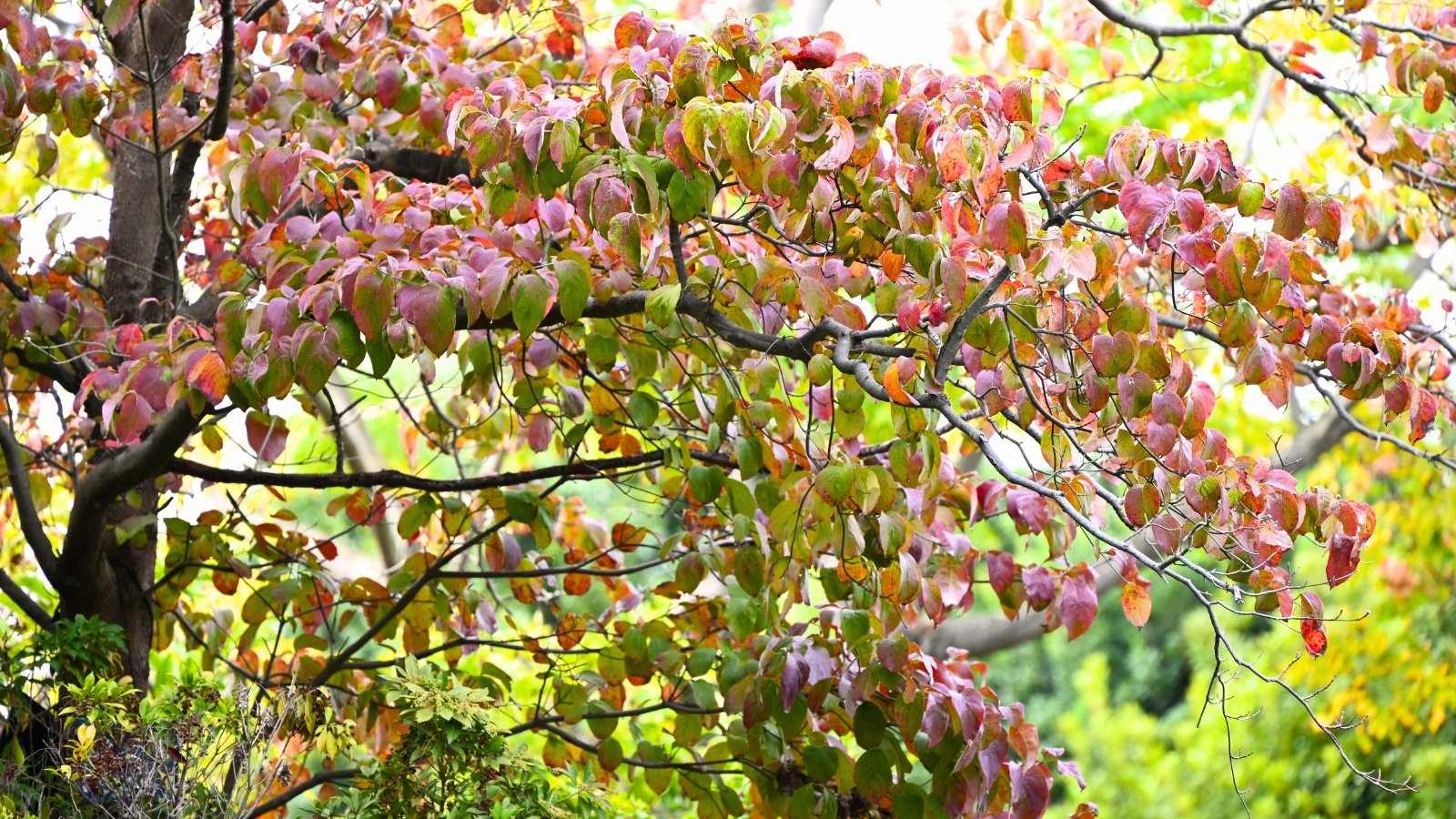 Tree with spreading branches and broad, ovate leaves transitioning from green to rich purple, creating a vibrant, colorful canopy.