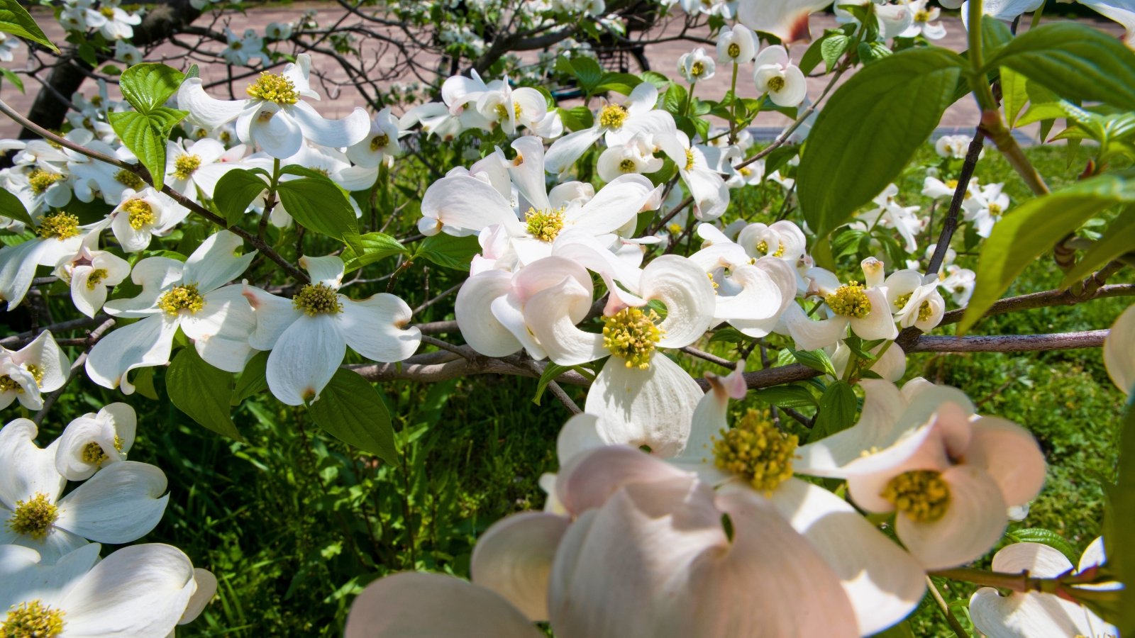 Clusters of white flowers with four large, petal-like bracts surrounding a center of small, greenish-yellow true flowers.