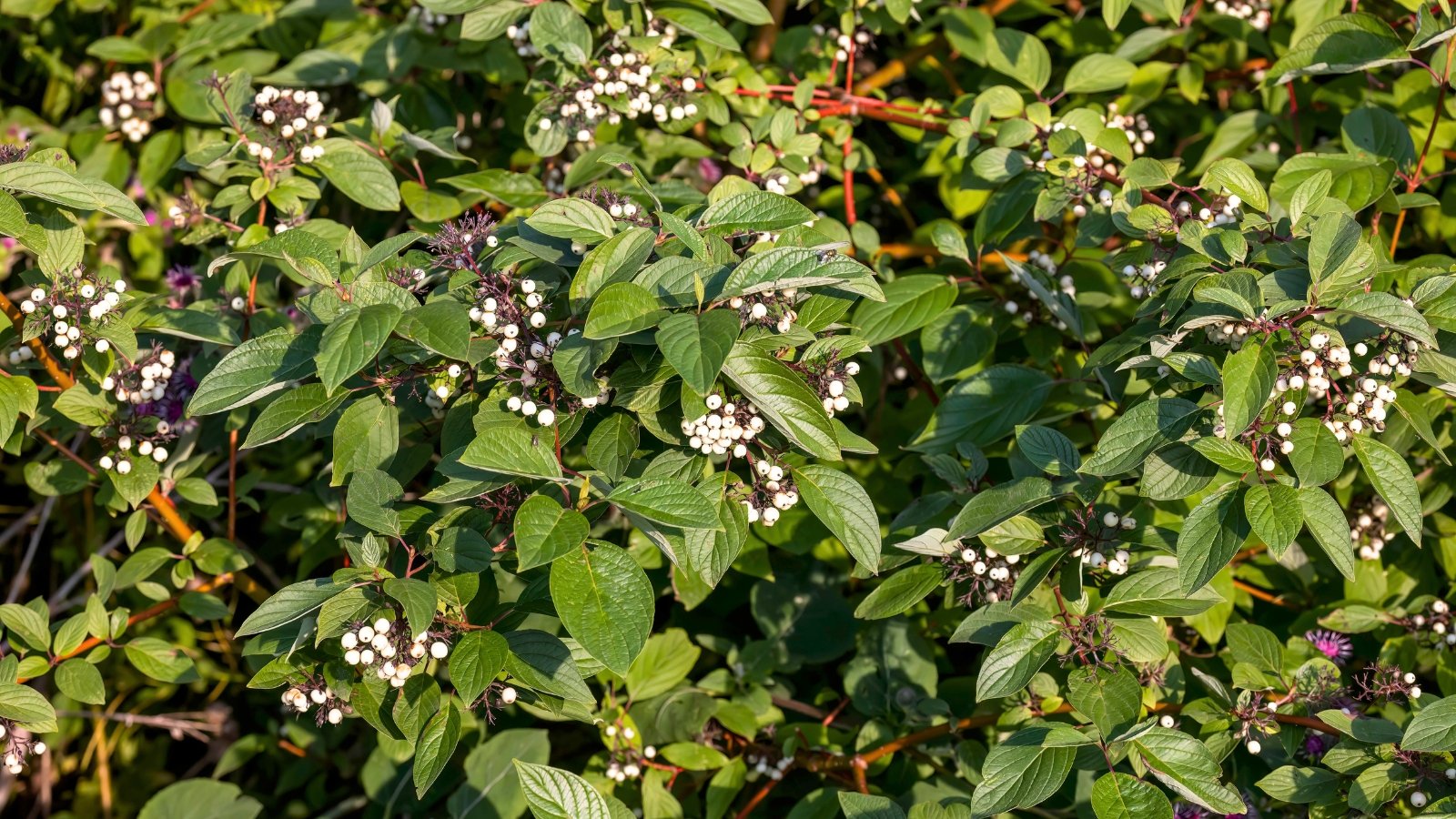 Shrub with slender, upright red stems, ovate green leaves with smooth edges, and clusters of small, bright white berries nestled among the foliage.