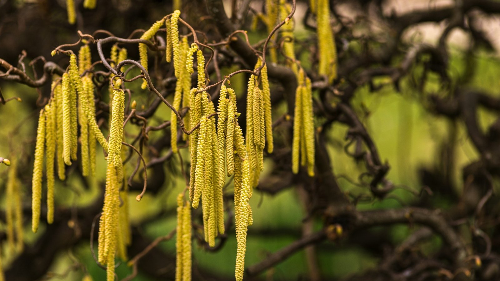 Long, yellow-green catkins with a fuzzy texture hanging from gnarled, twisted brown branches.