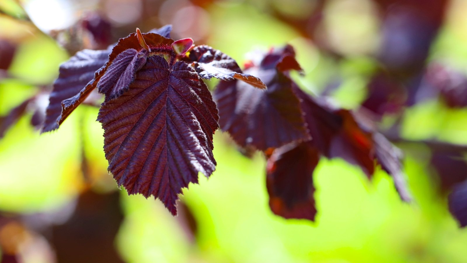 Close-up of a branch with elongated, serrated leaves in deep reddish-purple hues, showing textured veins and slightly wavy edges.