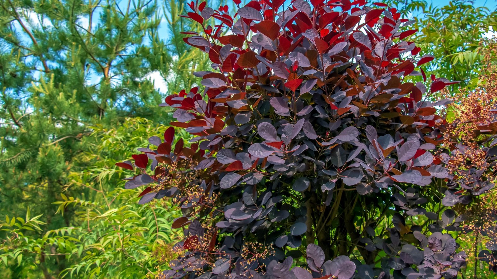 Shrub with arching branches covered in deep purple, oval leaves.